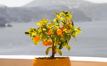 how to grow an orange tree from seed