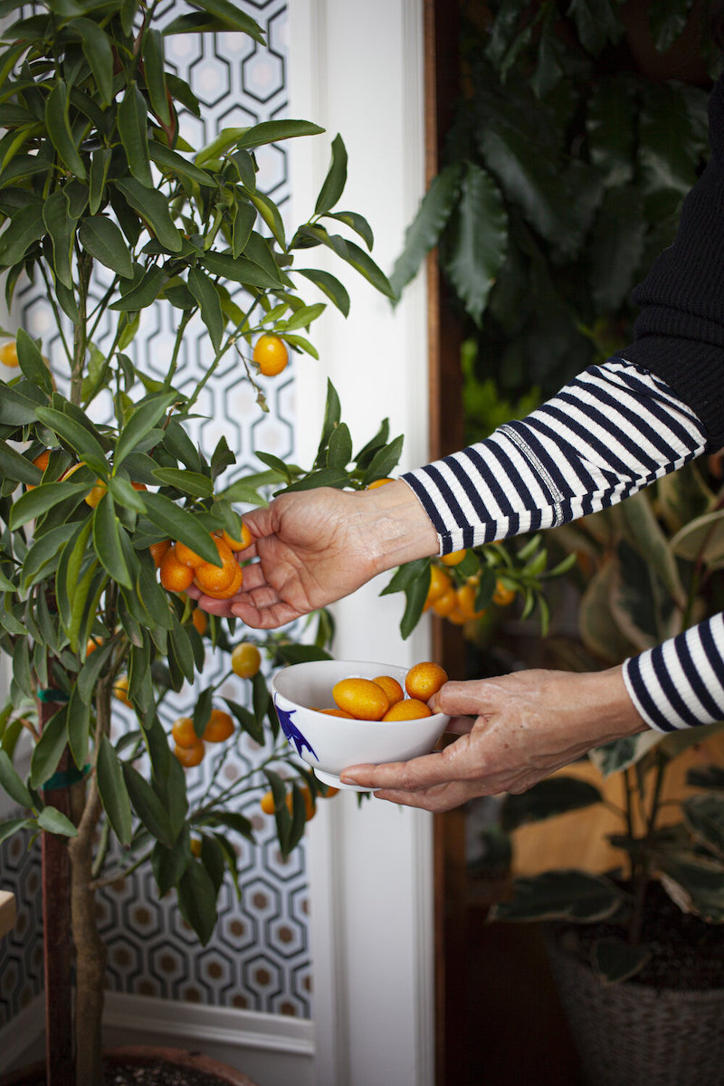 how to grow orange tree faster