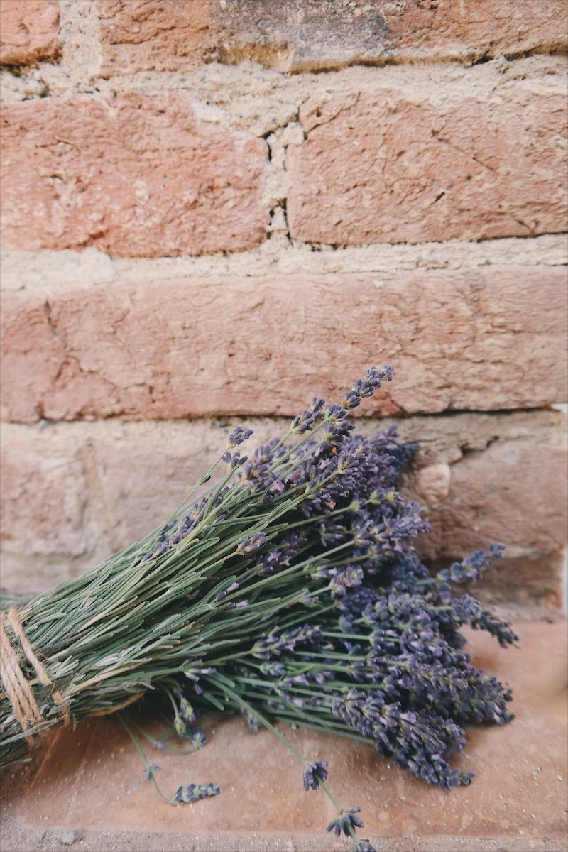 how to prune lavender lavender in a bunch