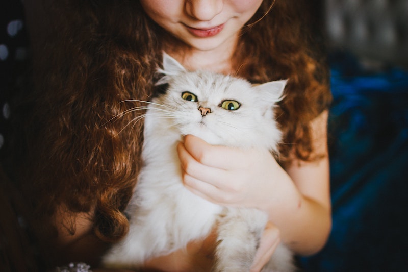 kid friendly cat breeds girl child holding a kitten