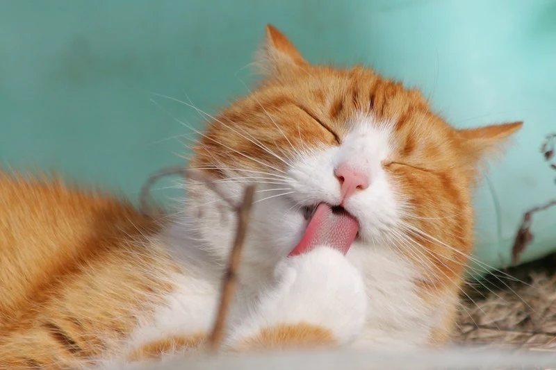 kid friendly cat breeds orange and white cat licking its paw