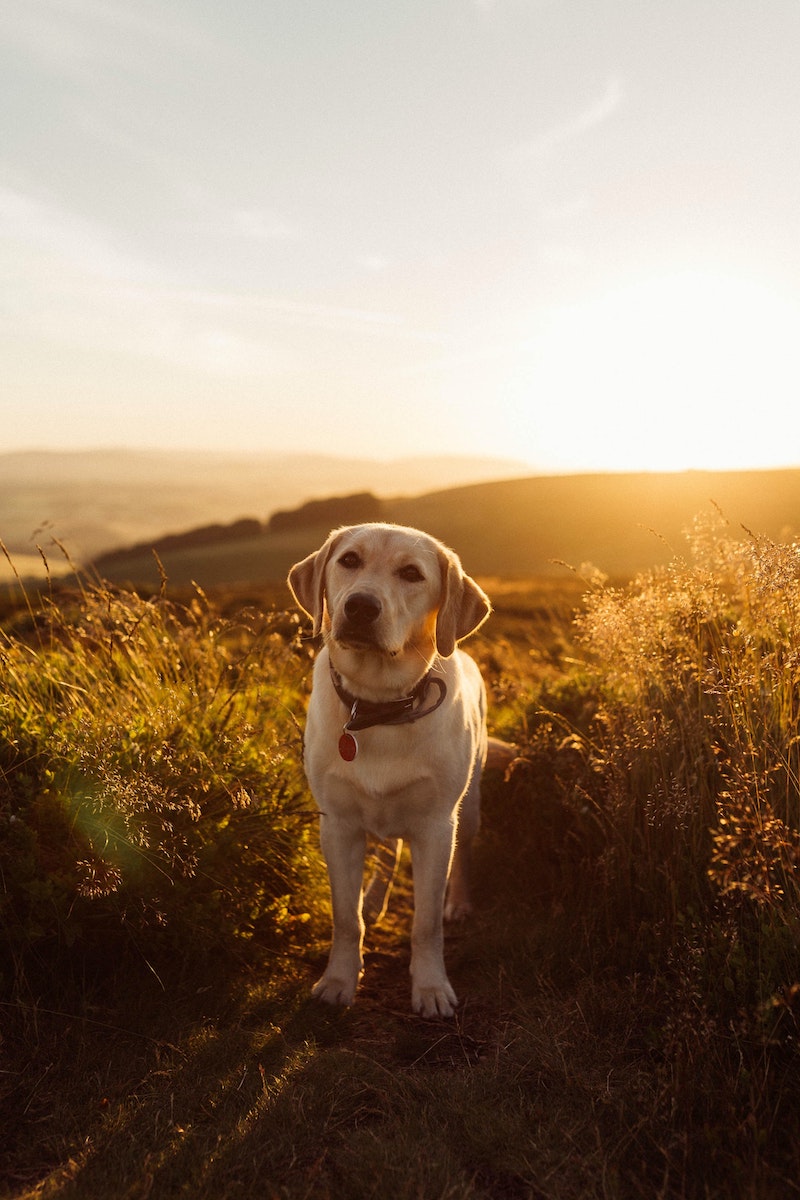 labrador dog in a field