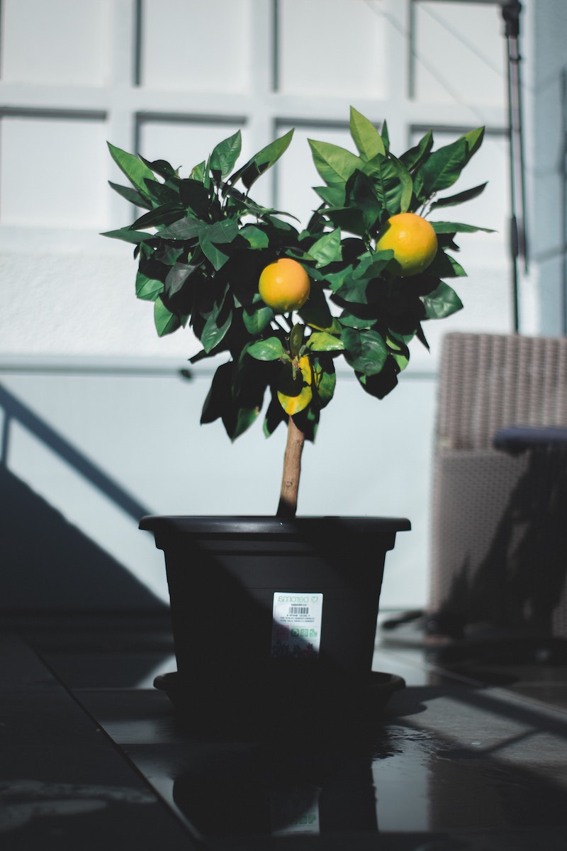 make your house smell good lemon tree in a black pot