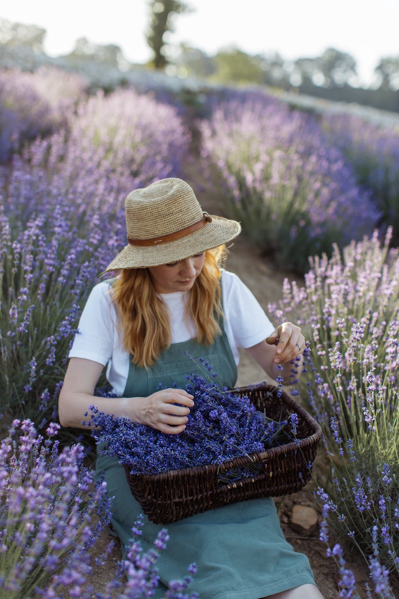 make your house smell good woman picking lavender from a field into a basket