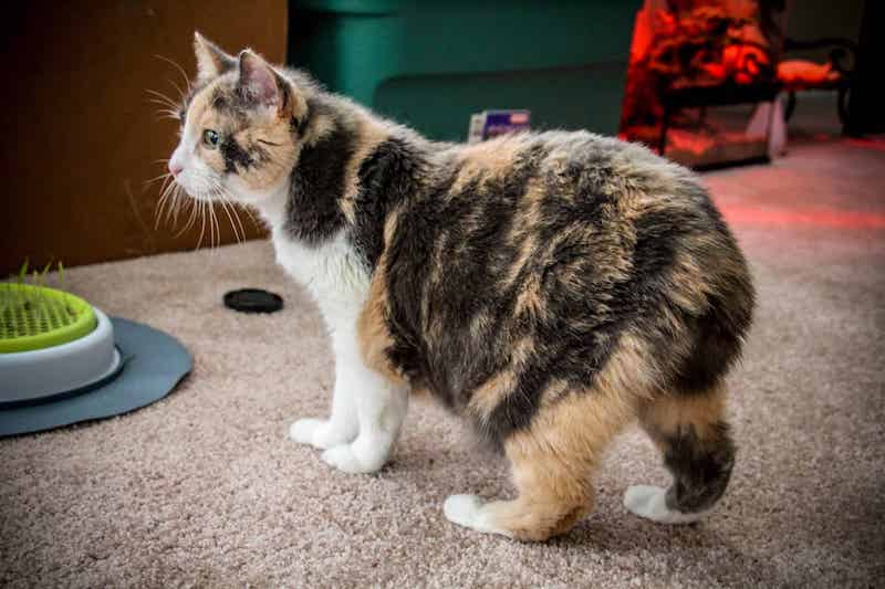 multi colored manx cat with no tail