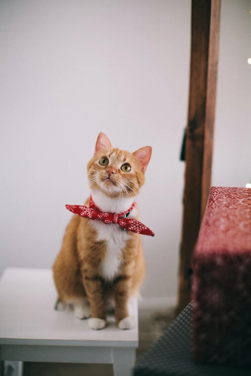 orange cat with red bandana on neck