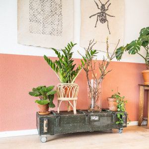 6 Indoor Plants You Should REMOVE From Your Home Now