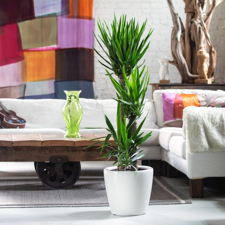 11 Cool Plants That Can Live for Weeks Without Water (BeginnerFriendly)