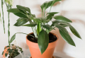 5+ Cute House Plants That THRIVE In Shady Places