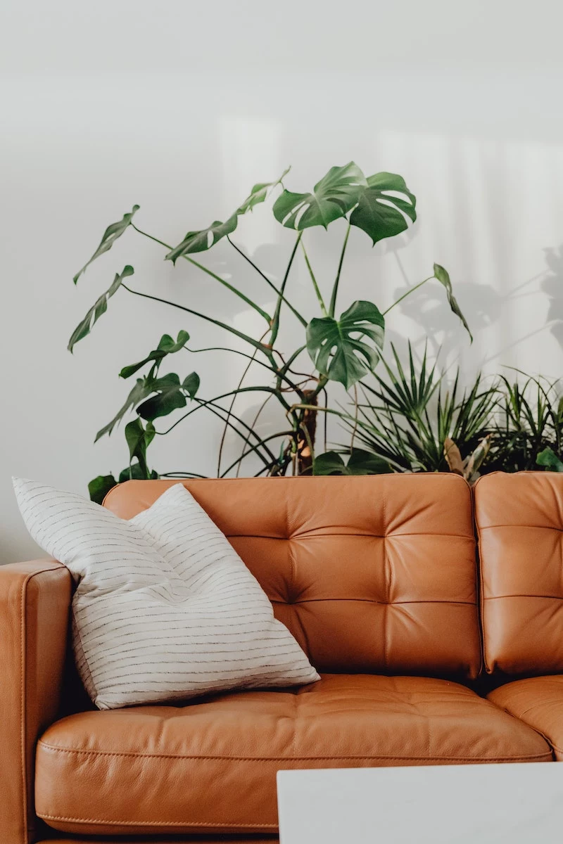 plants that dont need sunlight plants next to orange couch