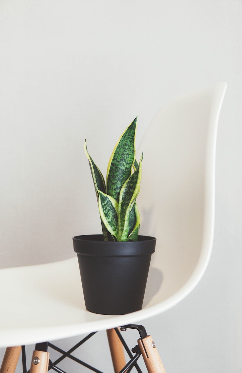 plants that dont need sunlight snake plant sitting on a chair