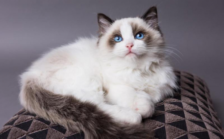 The 7 Best Kid-Friendly Cat Breeds: Loving and Calm