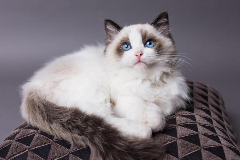 ragdoll cat with white and gray fur with blue eyes