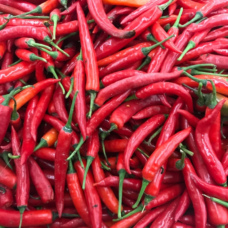 red chili peppers in a bunch