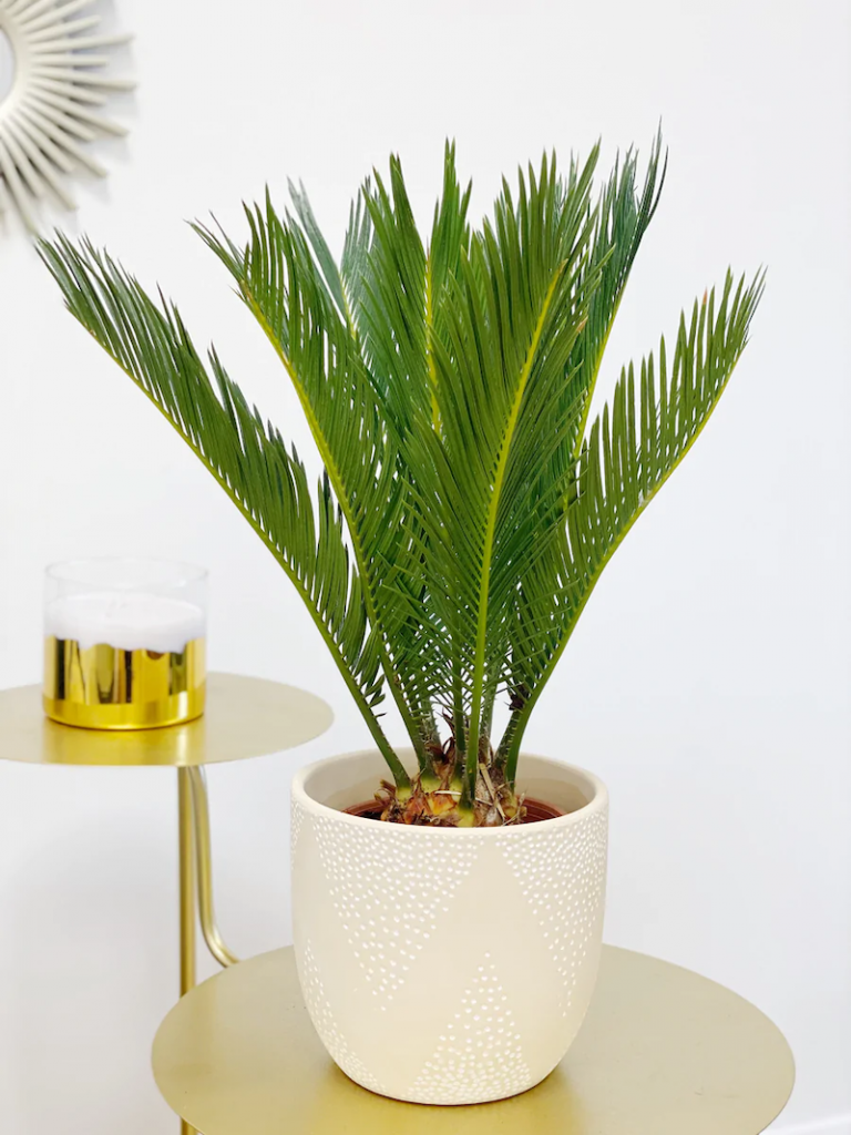 11 Cool Plants That Can Live for Weeks Without Water (BeginnerFriendly)