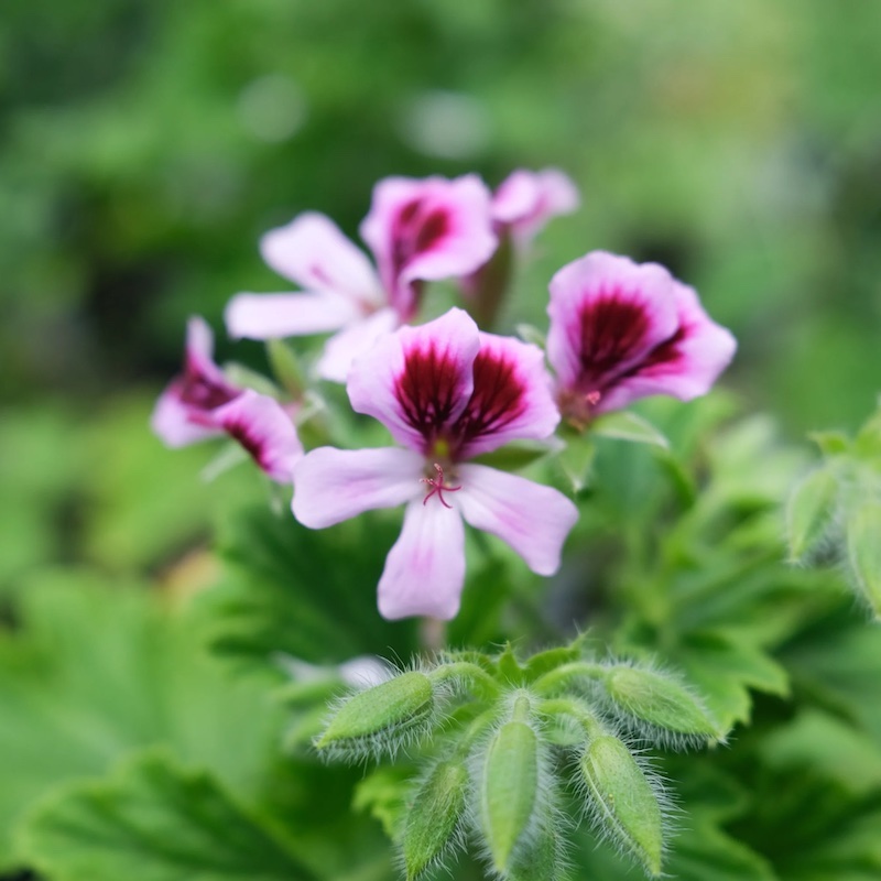scented geranium with lilac and dark purple flowers