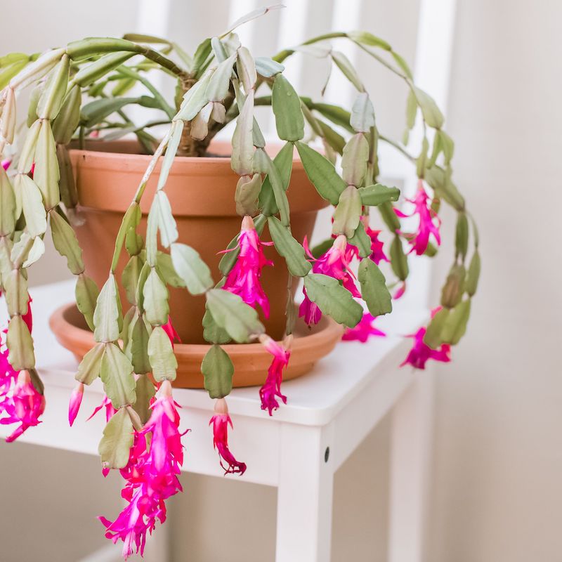 shady plants christmas cactus with pink flowers