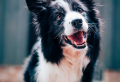 5 Smartest Dog Breeds: Easy To Train And Teach