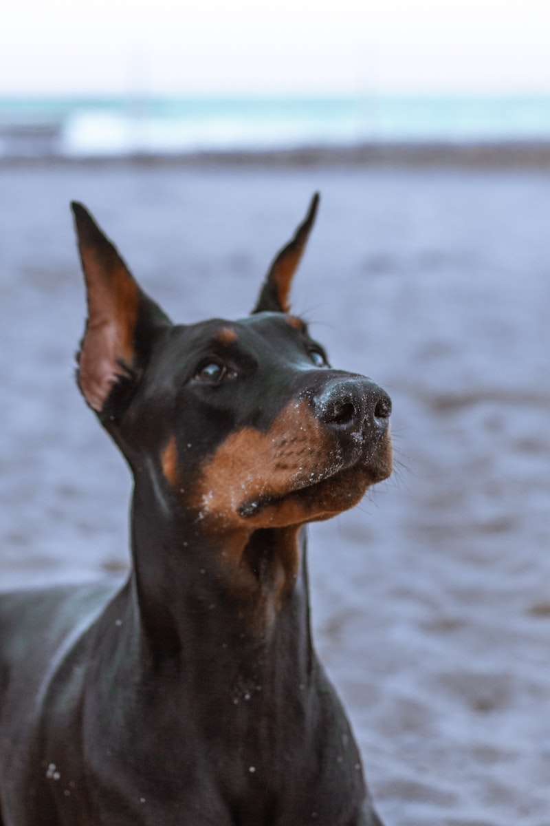 smartest dog breeds brown and black doberman pinscher up close