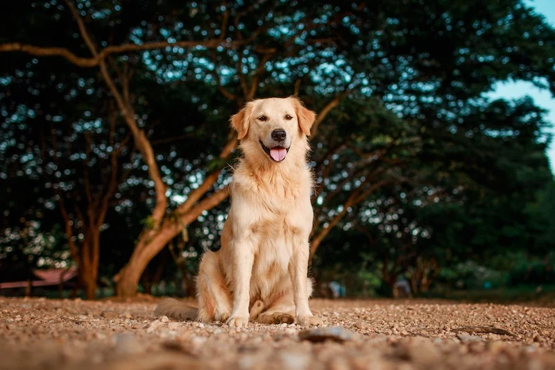 smartest dog breeds golden retriever in the park smiling