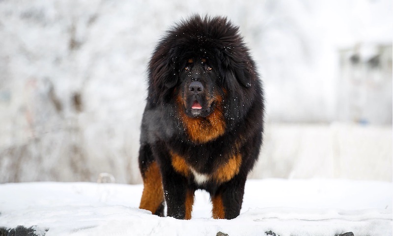 tibetan mastiff dog in the snow
