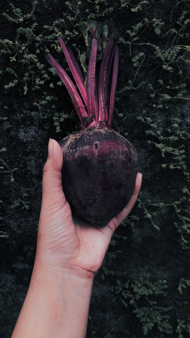 vegetables to lose weight hand holding a beet with leaves