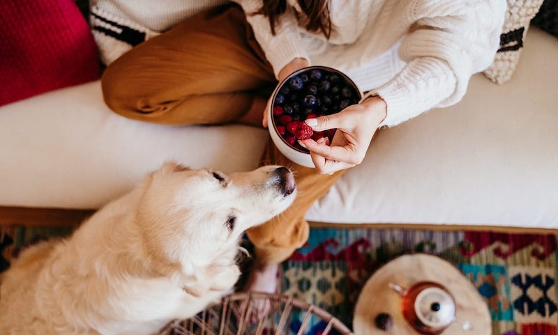 what fruits can dogs eat dog eating berries