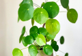 11 Beginner-friendly plants that can live for weeks without water