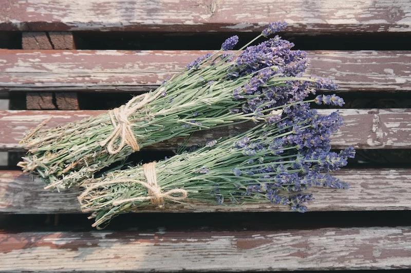 when to prune lavender two boquets of lavender