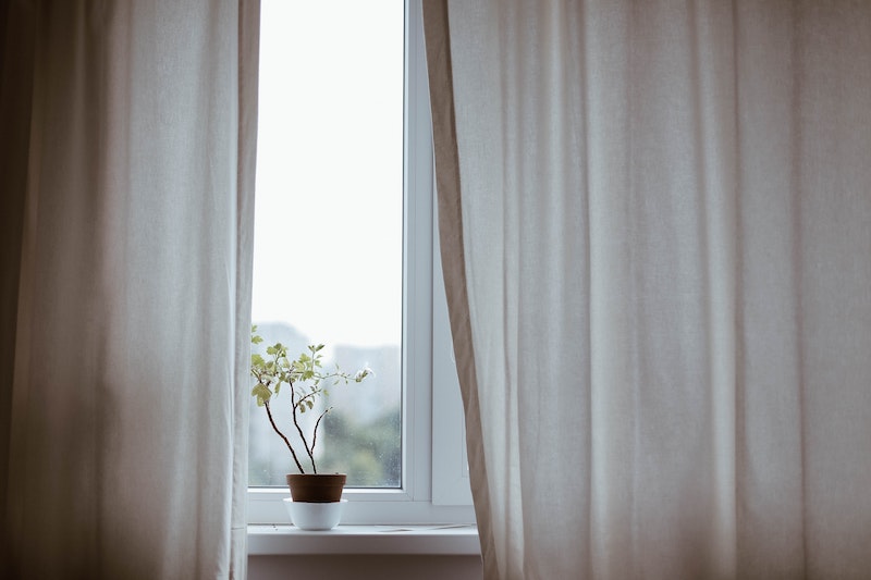 windows closed by white blinds with plant in the middle