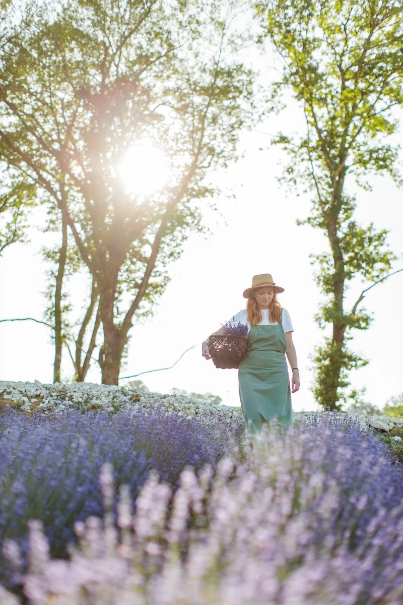 woman holding a basket with lavender in a field