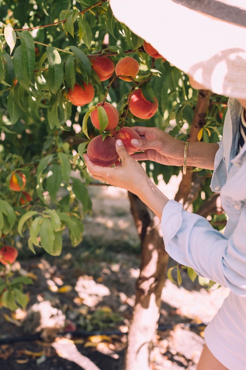 woman picking out peaches from a tree