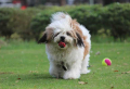 5 (Small) Calm Dog Breeds: Perfect For Apartment Living and Company