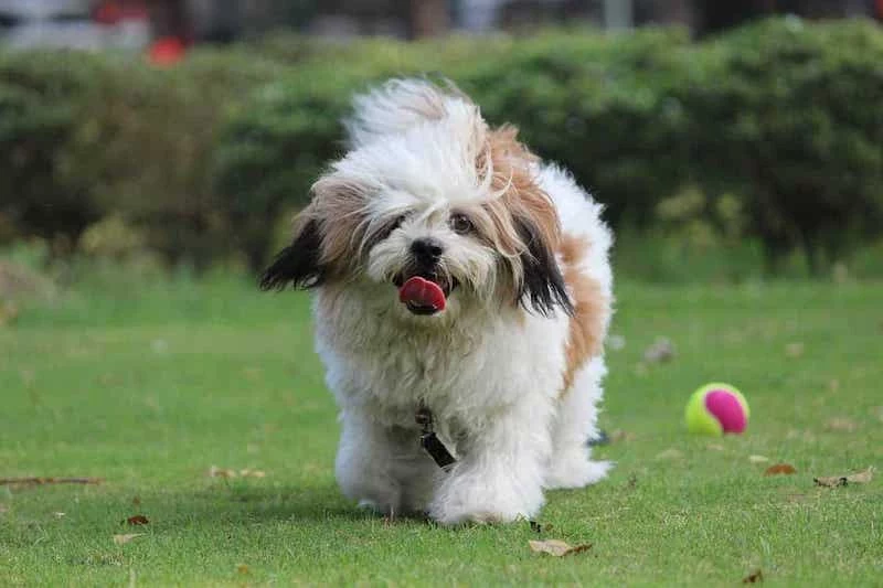 lahsa apso fluffy dog in brown and white