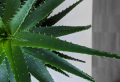 Beat Indoor Humidity Once and For All With These 6 Houseplants