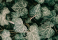 Beat Indoor Humidity Once and For All With These 6 Houseplants