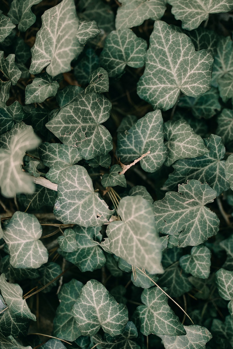 beat indoor humidity english ivy plant vines u close