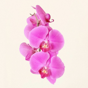 Experts Share: How To Get Orchids To Bloom Again And Again