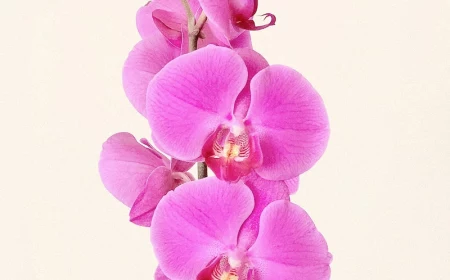 beautiful pink orchid flowers on beige background