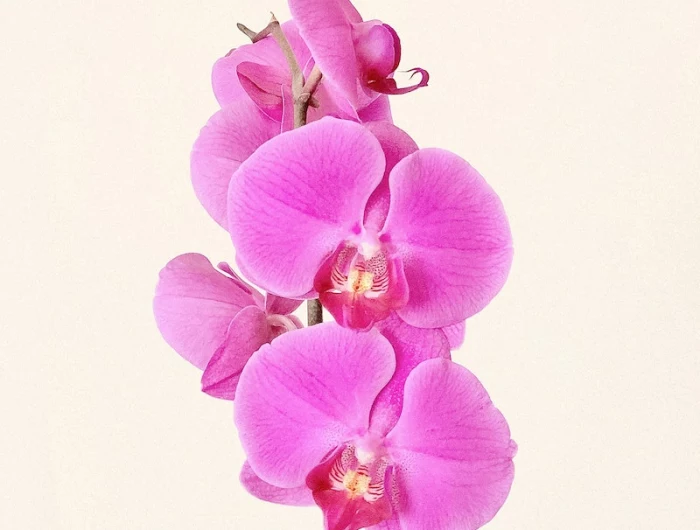 beautiful pink orchid flowers on beige background