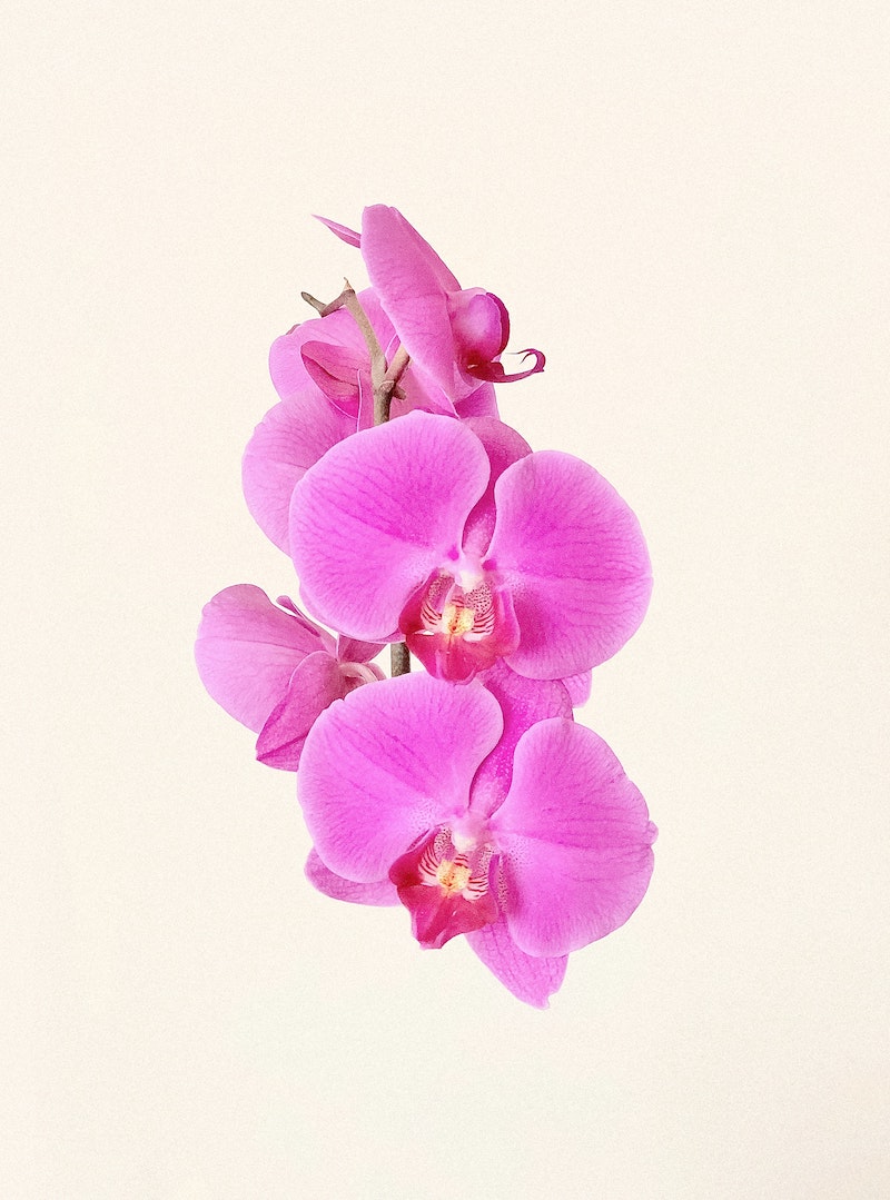 Experts Share How To Get Orchids To Bloom Again And Again