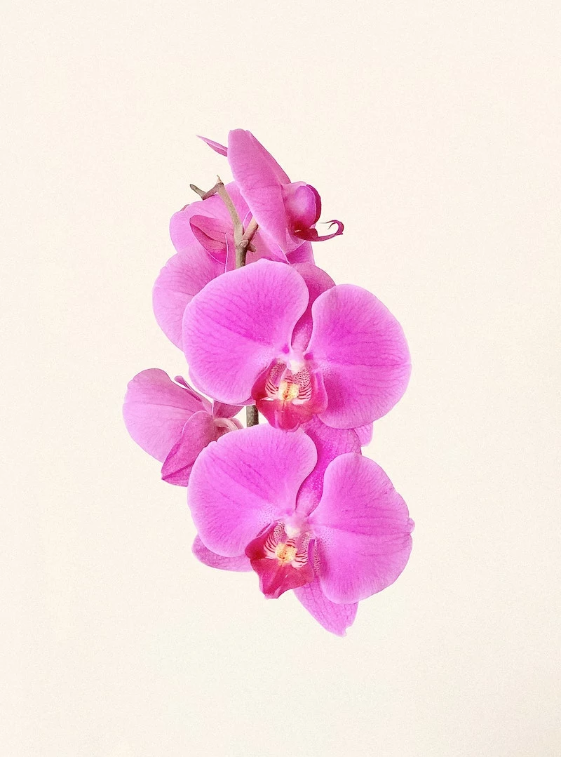 beautiful pink orchid flowers on beige background