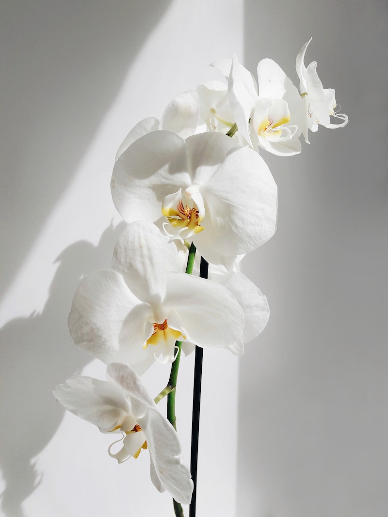 beautiful white orchid flowers up close