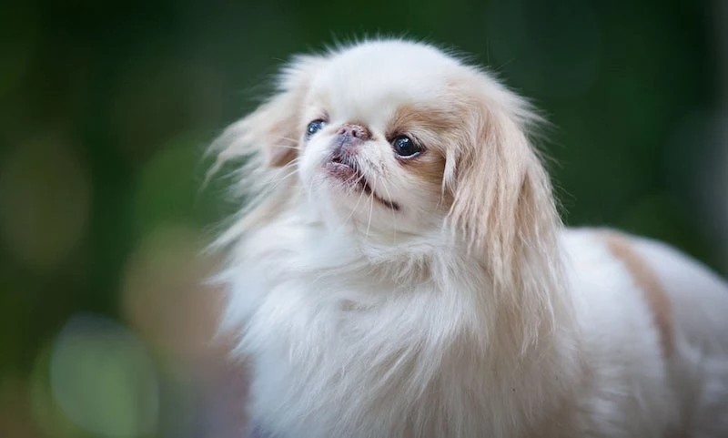 calm dog breeds japanese chin dog white and brown