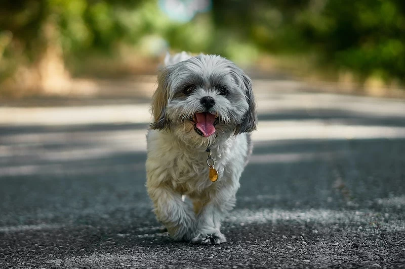 calm dog breeds small dog walking on the road