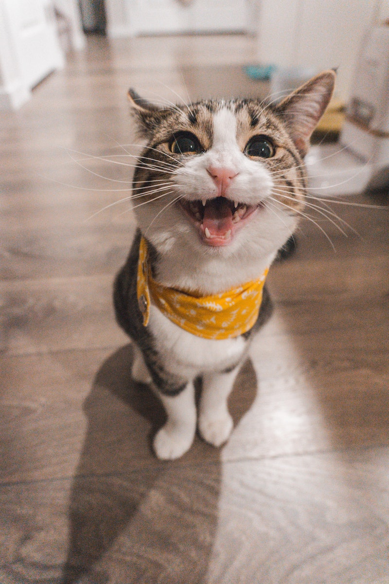 cat with a yellow bandana meowing