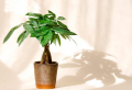 5 Plants That Don’t Need Much Water (Tolerant and Tough)
