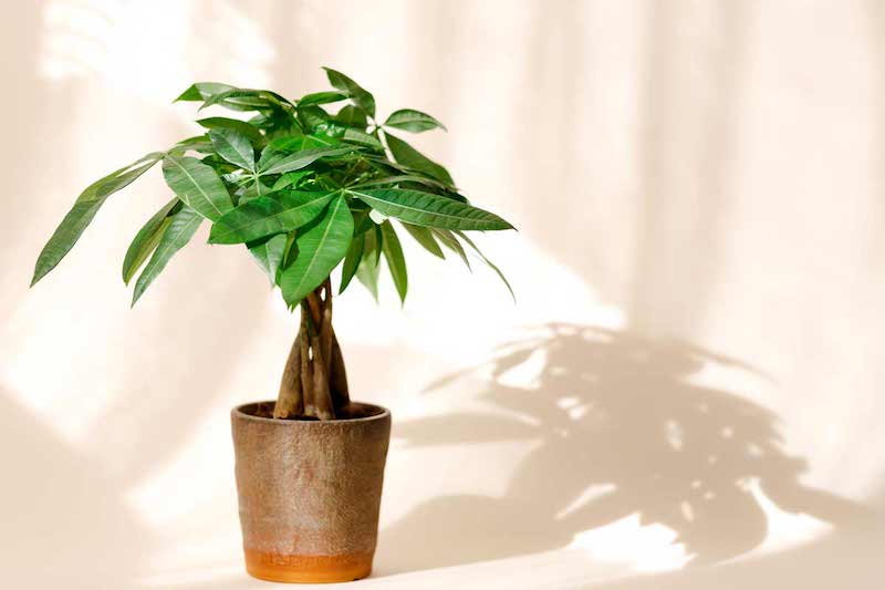 a "money tree" plant (pachira aquatica)