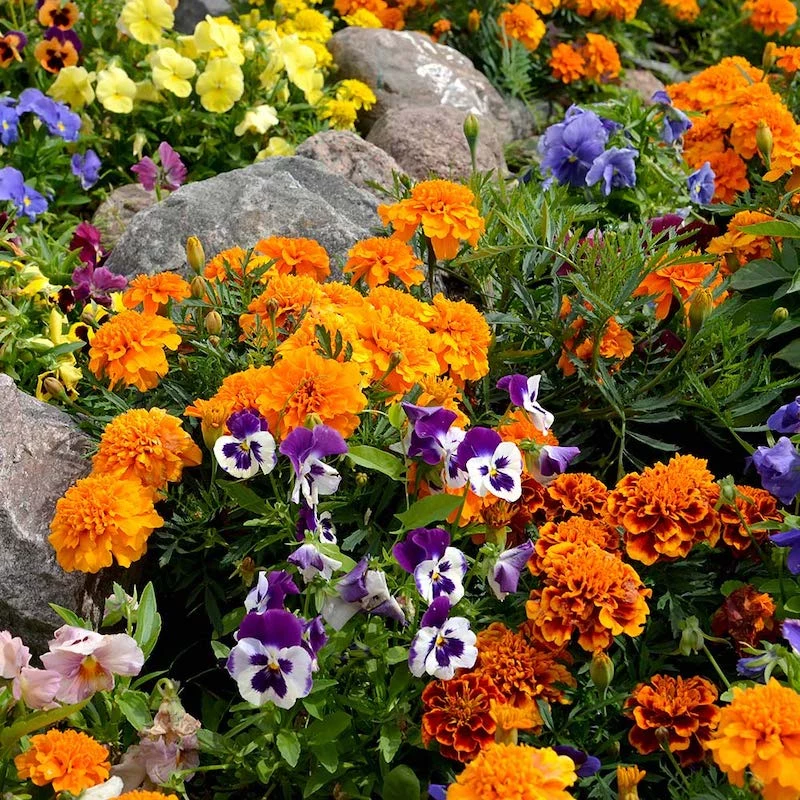 colorful fall garden with orange flowers and pansies