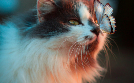 cropped hypoallergenic cats fluffy cat with a butterfly on its nose.jpeg